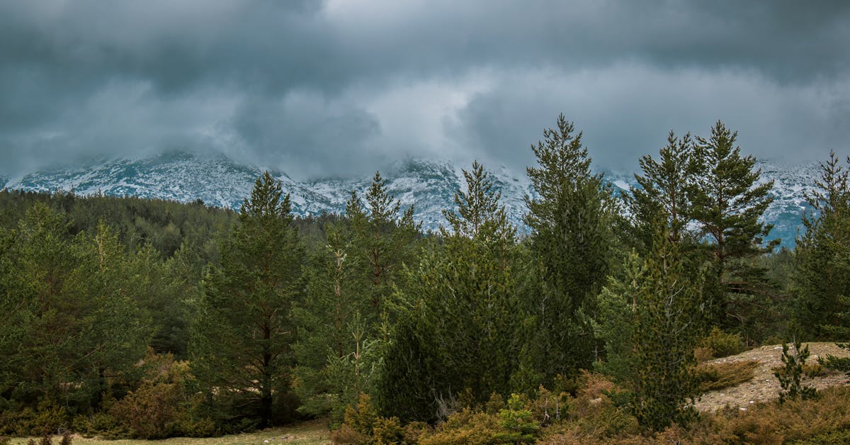 Kada i Kako Pravilno Saditi Biljke: Vodič za Uspješan Vrt u Bosni i Hercegovini
