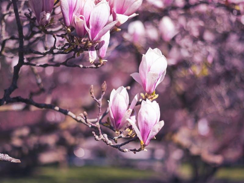 **Kada i Kako Pravilno Posaditi Biljke: Vodič za Proljetno i Jesensko Sađenje** - Second Image