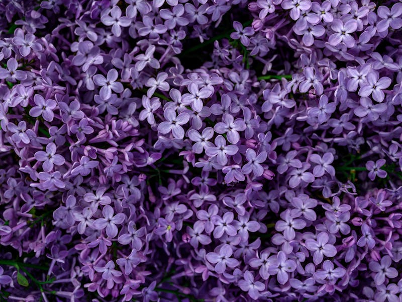 **Proljetne Ideje za Uređenje Bašte: Savjeti za Savršen Vrt** - Second Image