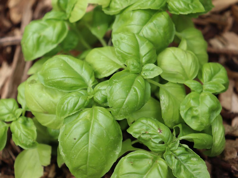 **Najbolje začinsko bilje za uzgoj u vrtu: Obogatite svoju kuhinju i uživajte u prirodi** - Fourth Image