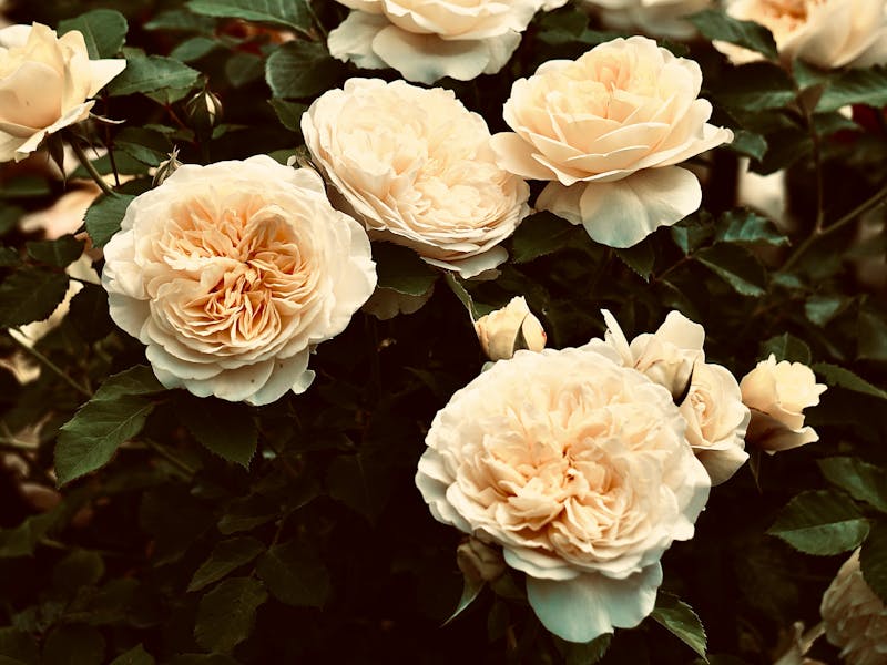 **Savjeti za Uspješan Vrt i Baštu: Kako Stvoriti Cvjetajuću Oazu Mira** - Third Image