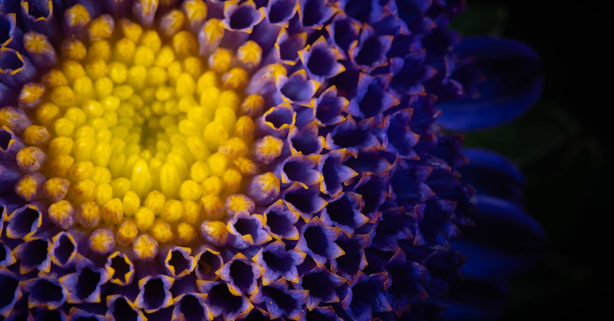 Kako Stvoriti Prekrasan Vrt: Savjeti za Opuštanje i Uživanje u Prirodi