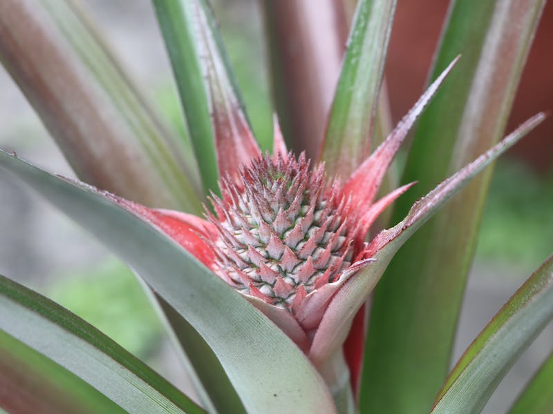 ** Vodič za Početnike: Šta Prvo Posaditi od Voća i Povrća za Uspješan Vrt** - Second Image