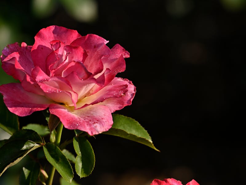 **10 Kreativnih Ideja za Proljetno Uređenje Bašte: Uživajte u Prirodi i Berbi** - Third Image