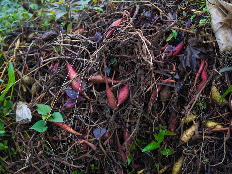 **Savjeti za uspješno vrtlarstvo: Kako stvoriti plodnu i lijepu baštu** - Third Image
