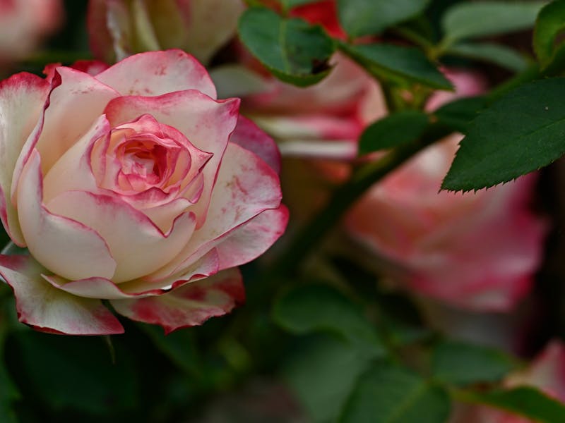 **Proljetne Ideje za Baštu: Kako Stvoriti Zeleni Raj uz Praktične Savjete** - Second Image