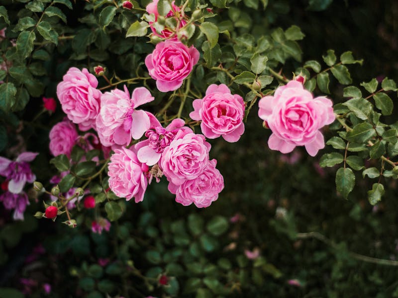 **Proljetni Vodič za Baštovaniju: 10 Korisnih Ideja za Uspješnu Baštu** - Fourth Image