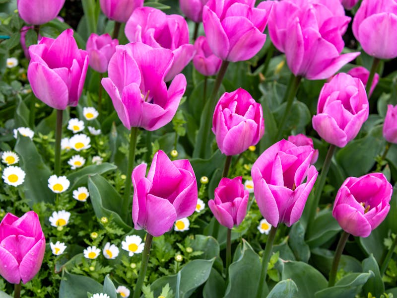 **Proljetne Ideje za Uređenje Bašte: Savjeti za Savršeni Vrt** - Third Image