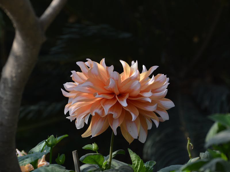 **Kada i Kako Pravilno Posaditi Biljke: Vodič za Proljetno i Jesensko Sađenje** - Fourth Image