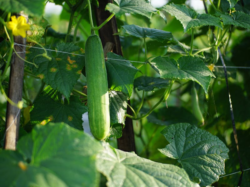 **Savjeti za Zdrav i Ljepši Vrt: Kako Planirati, Njegovati i Berbati Biljke** - Fourth Image