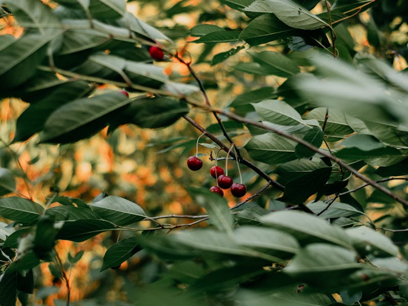 **Kako Započeti Gajenje Voća i Povrća: Savjeti za Početnike - Šta Prvo Posaditi?** - Third Image