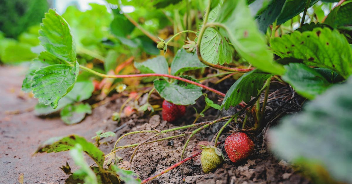 Najbolje Voće i Povrće za Početnike: Šta Prvo Posaditi u Vrtu