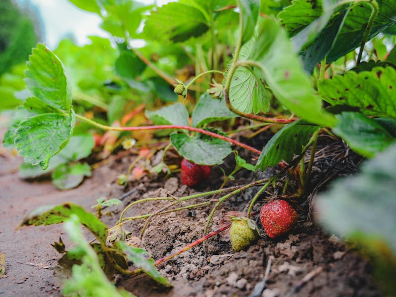 **Šta Prvo Posaditi u Vrt? Najbolji Izbor Voća i Povrća za Početnike** - Third Image