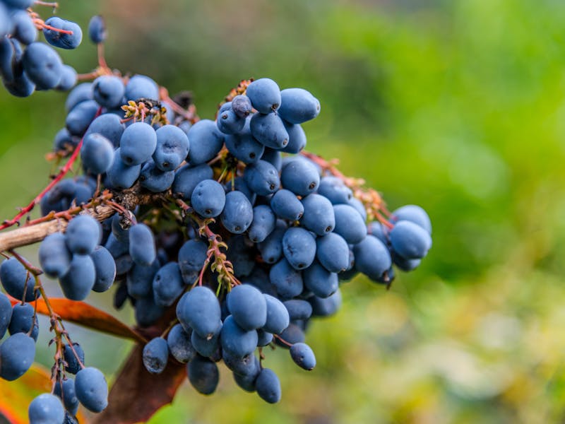 **Optimalne Pripreme za Vaš Vrt: Šta Posaditi Ove Godine za Plodnu i Lijepu Baštu** - Second Image