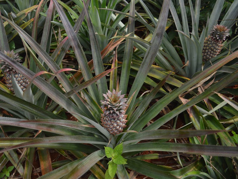 **Kako Započeti Gajenje Voća i Povrća: Savjeti za Početnike - Šta Prvo Posaditi?** - Second Image