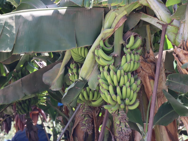 ** Prvo voće i povrće za sadnju: Savjeti za uspješan početak vrtlarstva za početnike** - Third Image