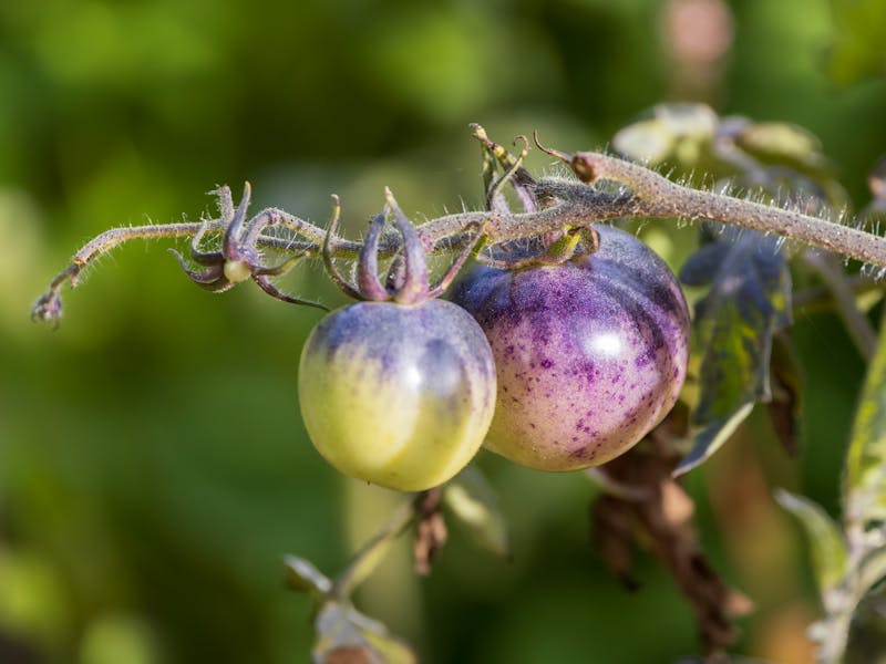 ** Vodič za Početnike: Šta Prvo Posaditi od Voća i Povrća za Uspješan Vrt** - Third Image