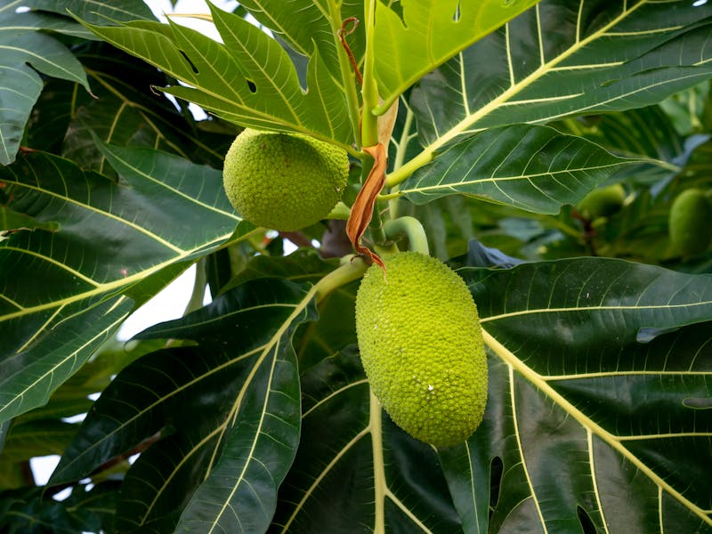 **Kako Započeti Gajenje Voća i Povrća: Savjeti za Početnike - Šta Prvo Posaditi?** - Fourth Image