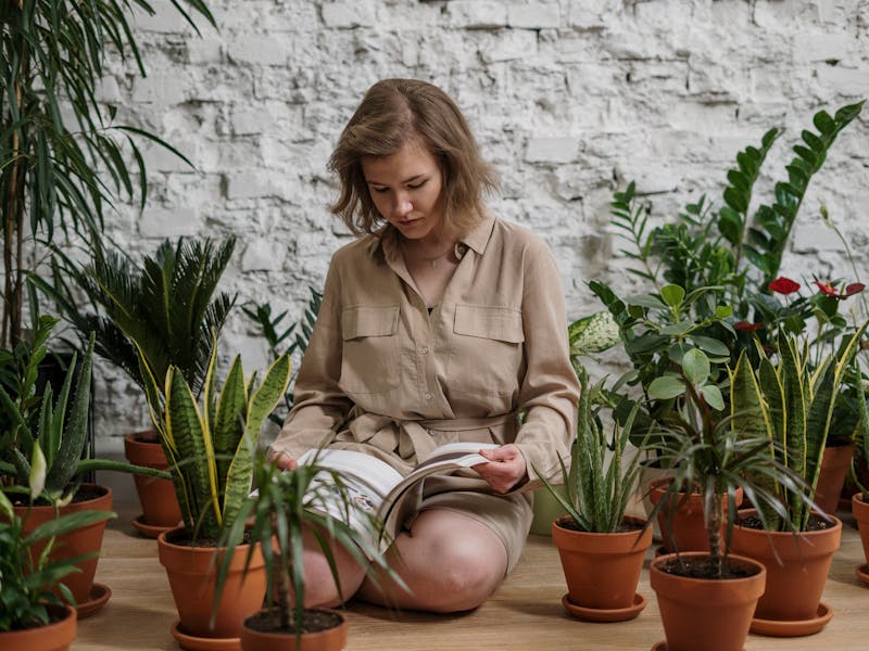 ** Vodič za Uzgoj Začinskog Bilja u Vrtu: Najbolje Biljke za Vaš Dom** - Fourth Image