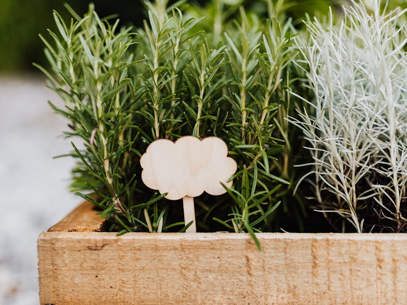 **Kako Uzgajati Začinsko Bilje u Vrtu: Savjeti za Isplativo i Zdravije Jelo** - Third Image