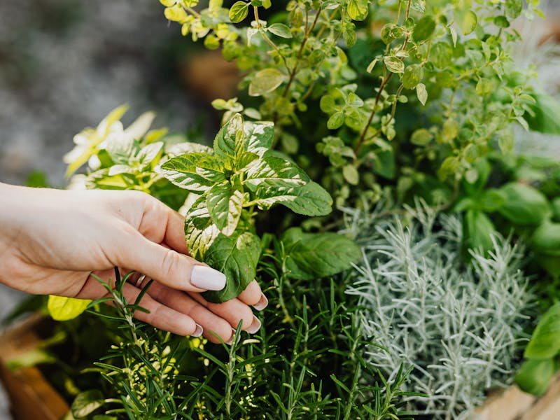 **Kako Uzgojiti Najbolje Začinsko Bilje u Vrtu: Savjeti za Bosiljak, Peršun, Majčinu Dušicu, Ružmarin i Mintu** - Third Image