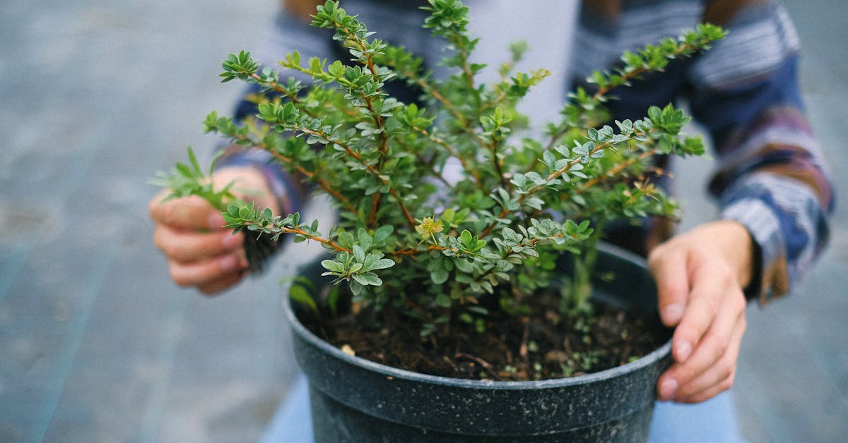Kada i Kako Pravilno Saditi Biljke: Vodič za Uspješan Rast i Održavanje