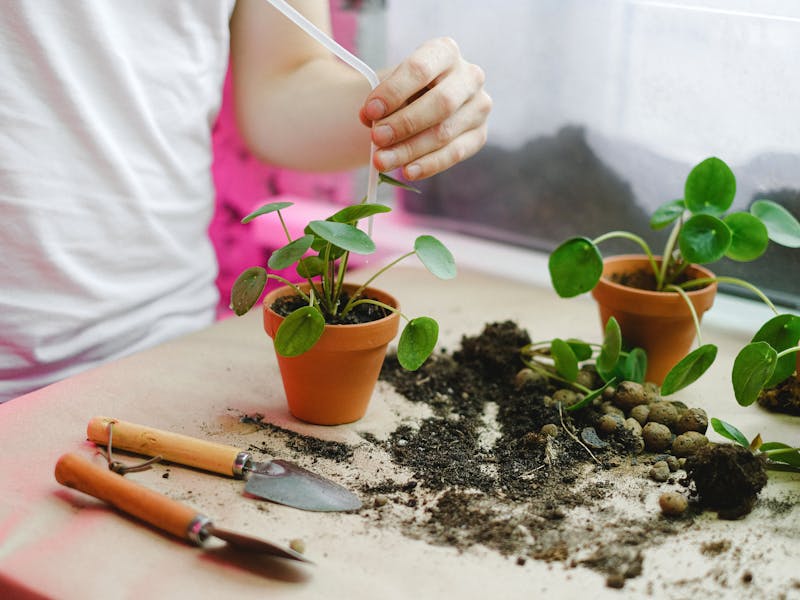 **Savjeti za Uspješnu Sadnju Biljaka: Kada i Kako Pravilno Posaditi Biljke u Vašem Vrtu** - Third Image