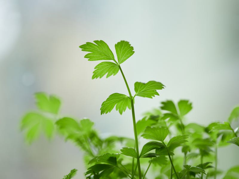 **Začinsko Bilje u Vrtu: Kako Uzgojiti Najpopularnije Biljke za Savršene Okuse i Zdravlje** - Second Image
