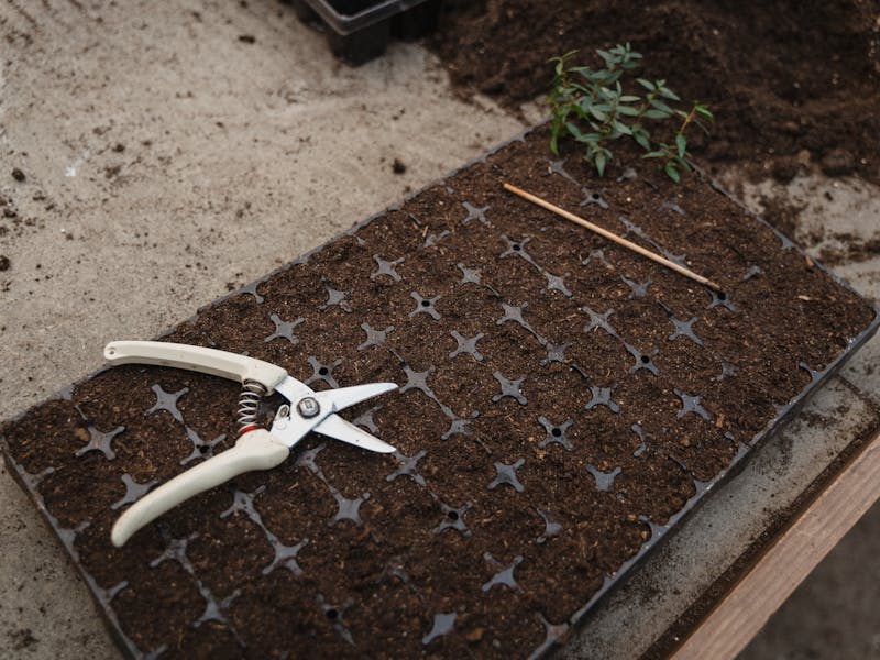 **Kako Započeti Vrtlarstvo: Najbolje Voće i Povrće za Početnike** - Fourth Image