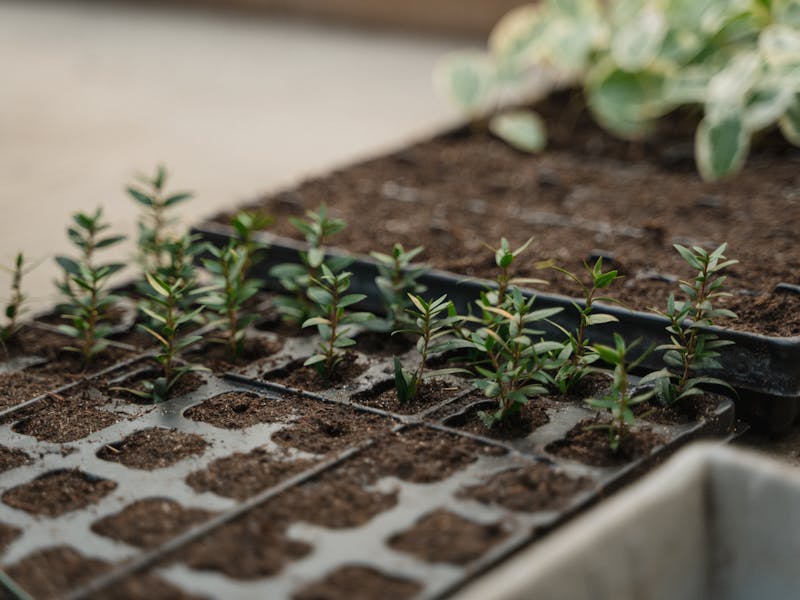 **Kako Započeti Vrtlarstvo: Najbolje Voće i Povrće za Početnike** - Second Image