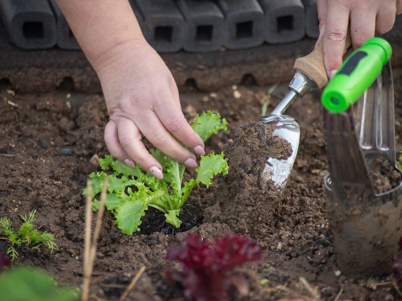 **Optimalni Vodič za Sađenje Biljaka: Kada i Kako Pravilno Posaditi Biljke u Proljeto** - Second Image