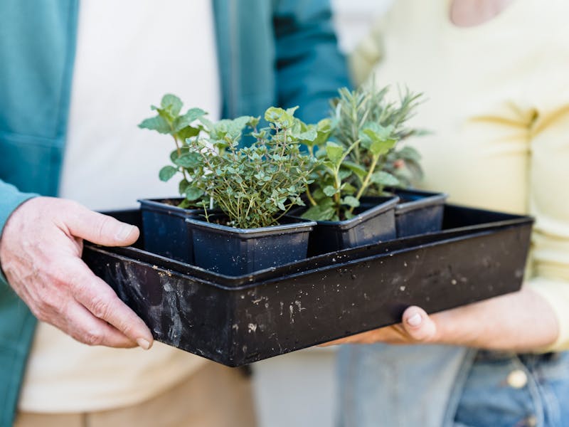 ** Kako Uzgojiti Najpopularnije Začinsko Bilje u Vrtu: Savjeti za Uspješan Raste i Berbu** - Second Image