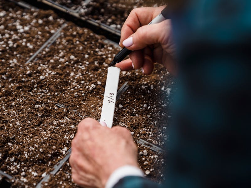 **Kako Započeti Vrt: Najbolje Voće i Povrće za Početnike** - Third Image