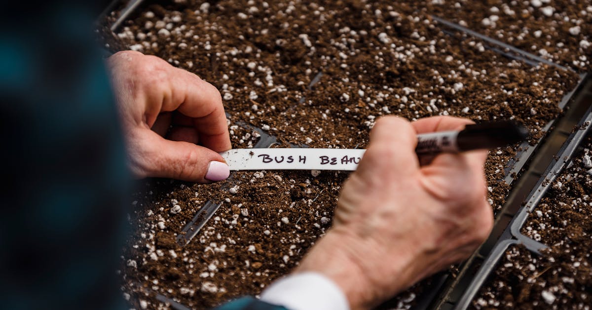 Top 5 začinskog bilja koje se isplati uzgojiti u vlastitom vrtu: Savjeti za uspješan uzgoj