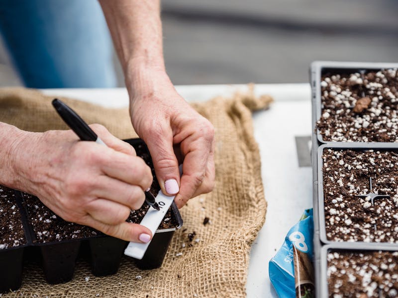**Vodič za Početnike: Šta Prvo Posaditi u Vrtu - Voće ili Povrće?** - Third Image