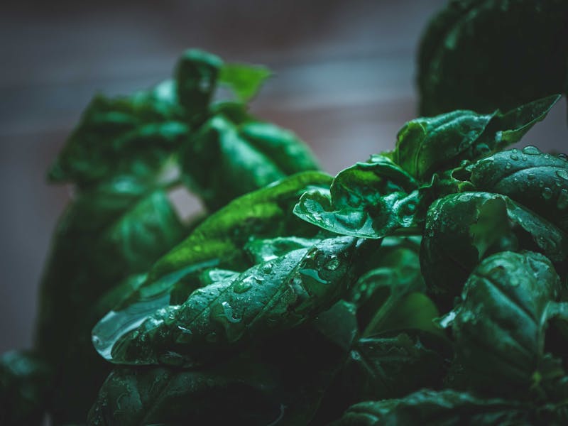 **Kako Uzgojiti Najbolje Začinsko Bilje u Vrtu: Savjeti za Bosiljak, Peršun, Majčinu Dušicu, Ružmarin i Mintu** - Fourth Image