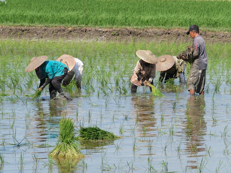 **Optimalni Vodič za Sadnju Biljaka: Kada i Kako Pravilno Sačiti Biljke za Uspješan Uzgoj** - Third Image