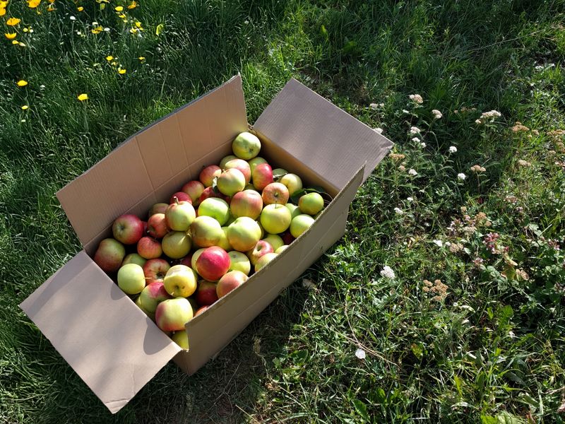 **Savjeti za Pripremu Bašte za Ljeto: Kako Osigurati Bogatu Berbu i Uživanje** - Second Image