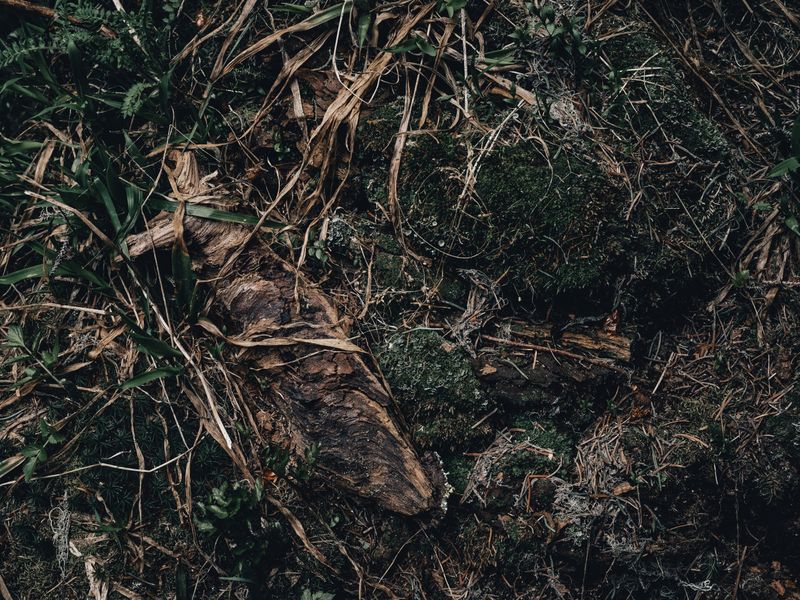 Mušice oko biljaka? Evo kako prepoznati problem u zemlji i riješiti ga - Third Image