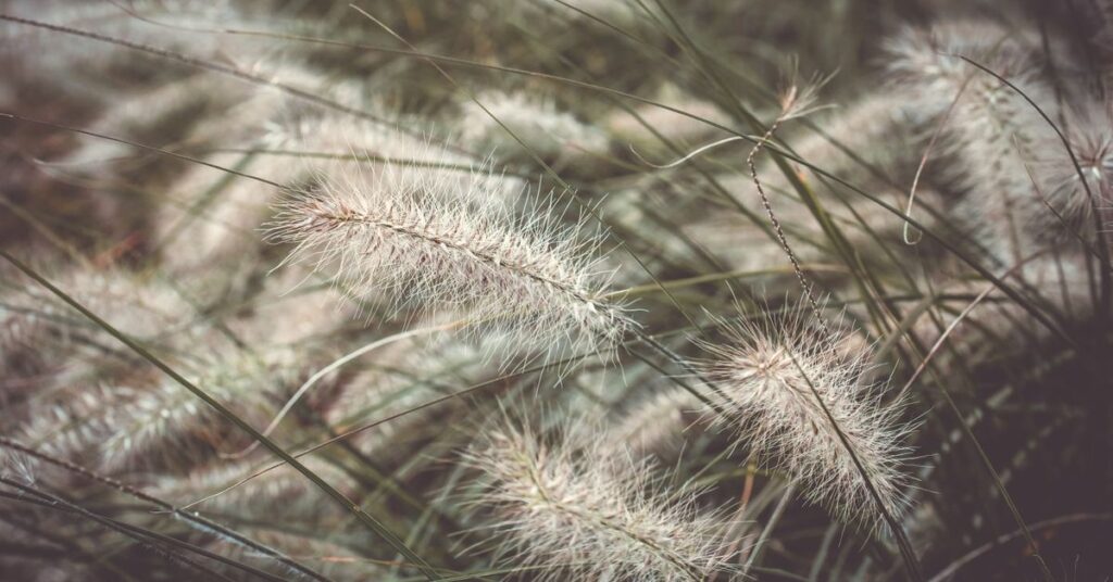 pexels-photo-29538690