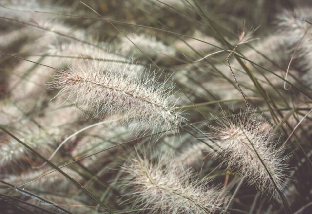 pexels-photo-29538690